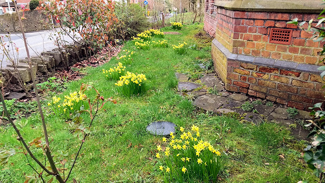 The Bandroom garden is looking great!