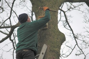 Dave fits a bat box