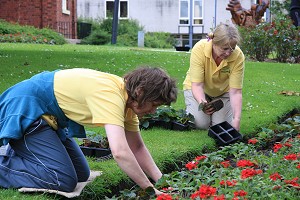 Planting begonias