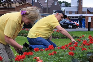 Planting more begonias