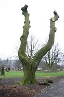 Remains of Copper Beech